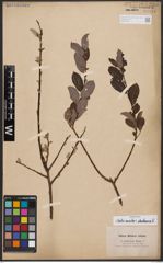 Salix appendiculata Vill. x Salix helvetica Vill.